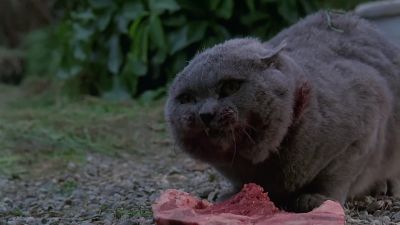 Is Thanksgiving Day for cats - Pet Sematary