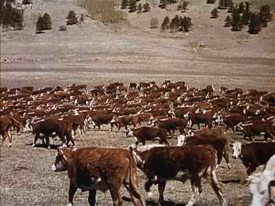 Is this the last of the herds? - The Time Tunnel