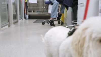Is that your lead? - 24/7 Pet Hospital