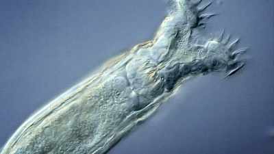 It has a brain, it
has a reproductive system, - The UnBelievable with Dan Aykroyd