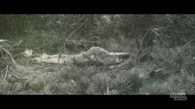 -It was a brutal crime - Lady of the Dunes: Hunting the Cape Cod Killer