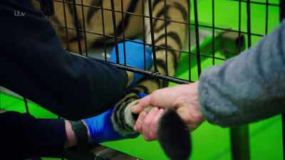 'It was a commercial enterprise.' - Britain's Tiger Kings - On the Trail with Ross Kemp