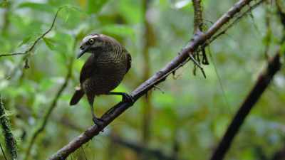 It is a female - Dancing with the Birds