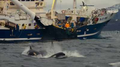 It was a huge relief to see that
this orca made it until the end - Blue Planet II