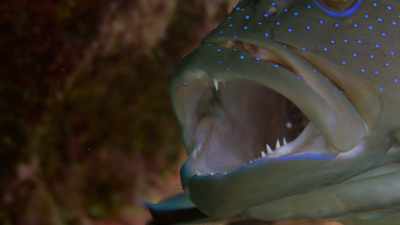 It has a long-standing relationship
that relies on trust. - Attenborough's Life in Colour