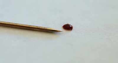 It was a parasite
in Southeast Asia, - The Pollinators