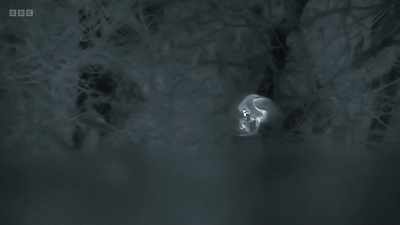 It is a remarkable
hunting technique, - Wild Isles