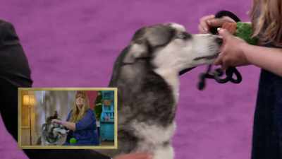 It was a self-rescue.
She was actually with a family - 2022 American Rescue Dog Show