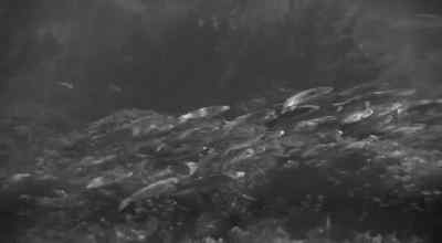 It was a tarpon. - The Creature Walks Among Us