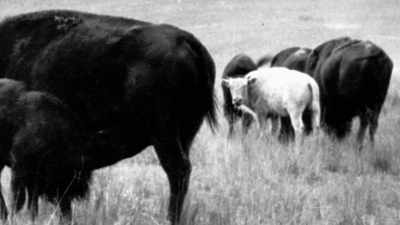 It was a tremendous
gift from Creator. - The American Buffalo