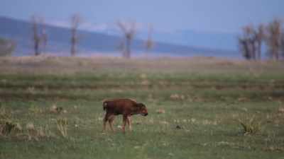 It was a ugly, ugly business. - The American Buffalo