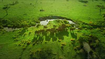 It was a year that would change
all our lives forever. - Serengeti