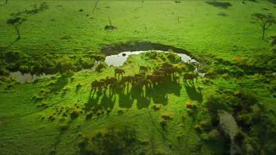 It was a year that would change
all our lives forever. - Serengeti