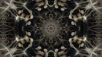 It was about being in a place
of infinite space - Fantastic Fungi