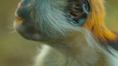 It absorbs and neutralizes them. - The Secret Lives of Animals