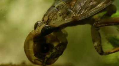 It actually eats animals
10 times its own size, - Kings of Pain