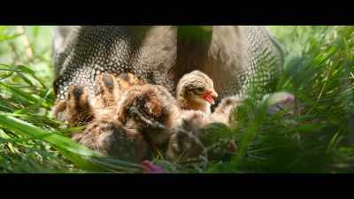 It is alive with infinite possibilities. - The Biggest Little Farm: The Return