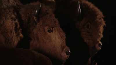 It allowed people
to get closer to a bison. - The American Buffalo