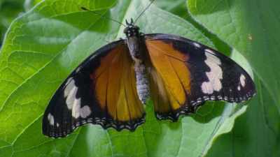 It has almost exactly
the same colouration, - Attenborough's Life in Colour