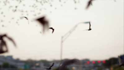 It was almost like a black
cloud of bats coming out - United States of Animals