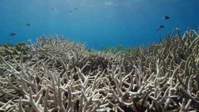 It also has disastrous consequences - Blue Planet II