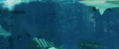 It also gives us a front
row seat to the feast. - Aquarium of the Dead
