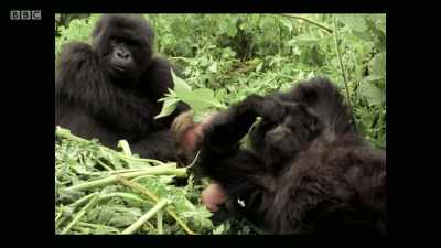 It was an experience
that has stayed with me, - Extinction: The Facts
