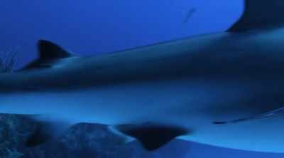 It appears that climate change
could be driving bull sharks - Shark Attack Files