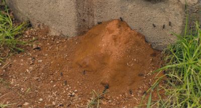It appears Jay's slept in an ants' nest - The Inbetweeners