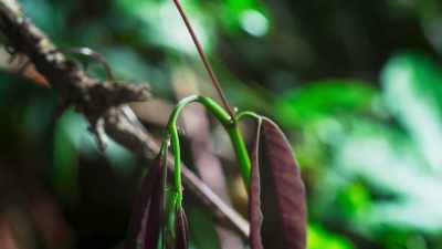 It attempts to reach the light
by hitching a ride. - The Green Planet