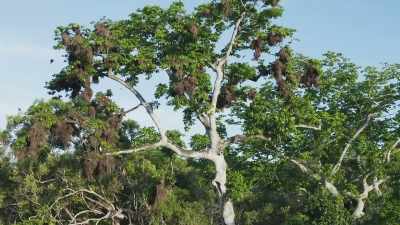 It attracts
hundreds of shining starlings. - The Green Planet