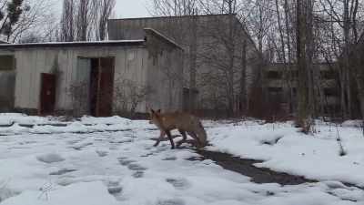 It attracts numerous tourists - Chernobyl: The Invisible Enemy
