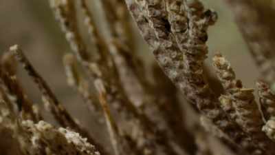 It barely has roots, and it
certainly can't store much water, - The Green Planet