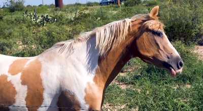 It was beautiful paint from
some breeder at Manor Downs. - Jimmie & Stevie Ray Vaughan: Brothers in Blues