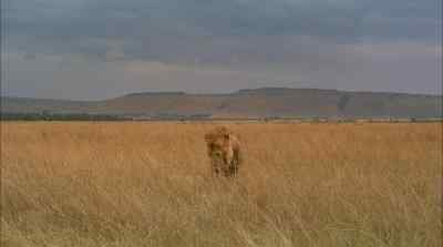 It has been estimated that
3,000 matings occur - Africa: The Serengeti