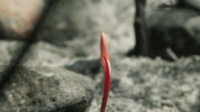 It has been lying dormant
underground for 15 years, - The Green Planet