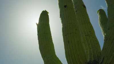 It has been produced
indirectly by woodpeckers, - The Green Planet