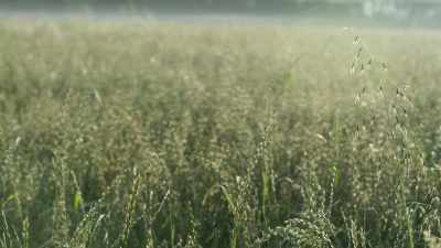It began over 10,000 years ago, - The Green Planet