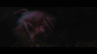 It began with a stray - Out of Darkness