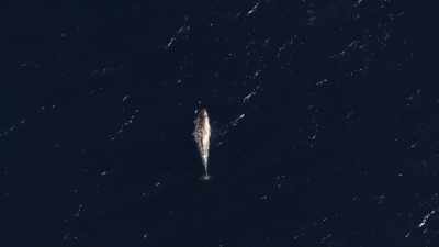 "It begins with this
young wayward narwhal." - Secrets of the Whales