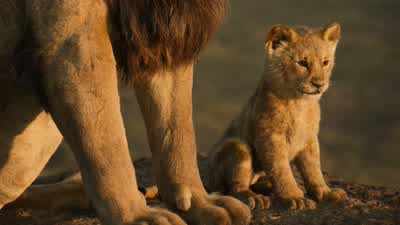 It belongs to no onebut will be yours to protect - The Lion King