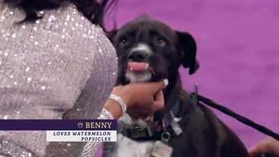 It is Benny, a terrier mix
rescued by Milo Foundation - 2022 American Rescue Dog Show