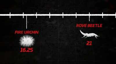 - It blew my mind
that the rove beetle - Kings of Pain