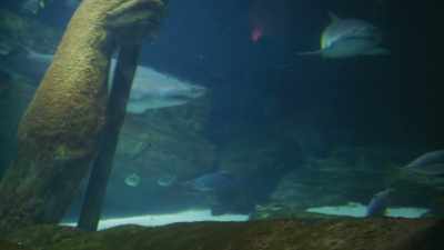 It was called "Axolotl," - Ambient Swim