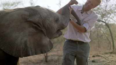 It can actually kill the baby elephant. - In the Footsteps of Elephant