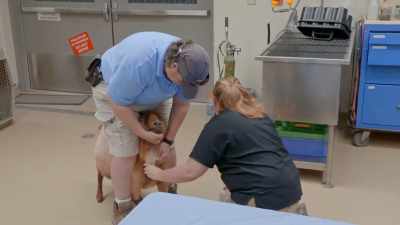 It can be a primary issue, - Secrets of the Zoo