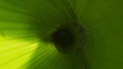 ..it can be exploited - The Green Planet