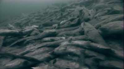 IT CAN CAUSE DIZZINESS, - Mysteries of the Deep