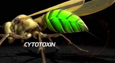 It can even cause necrosis near
the sting site. - Kings of Pain