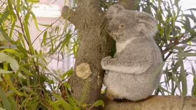 It can occasionally wipe out
all of that flora - Secrets of the Zoo